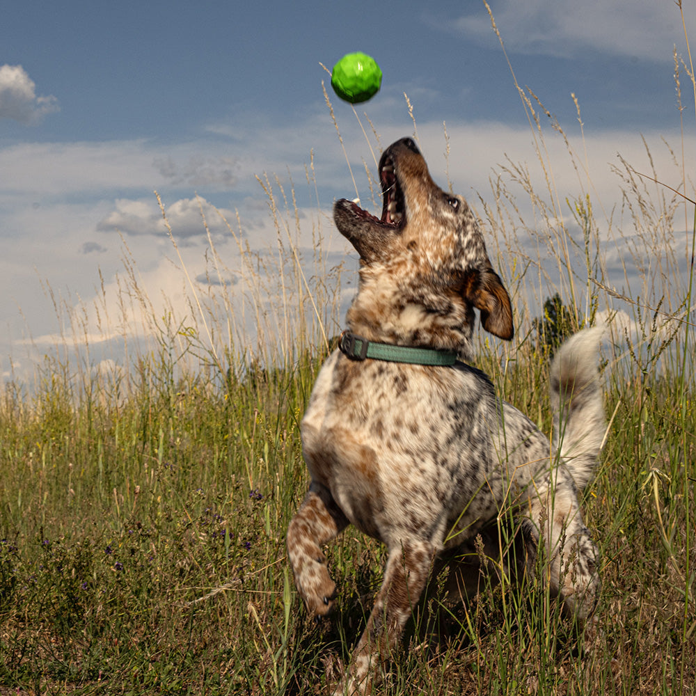 Squeaky Fetch Ball