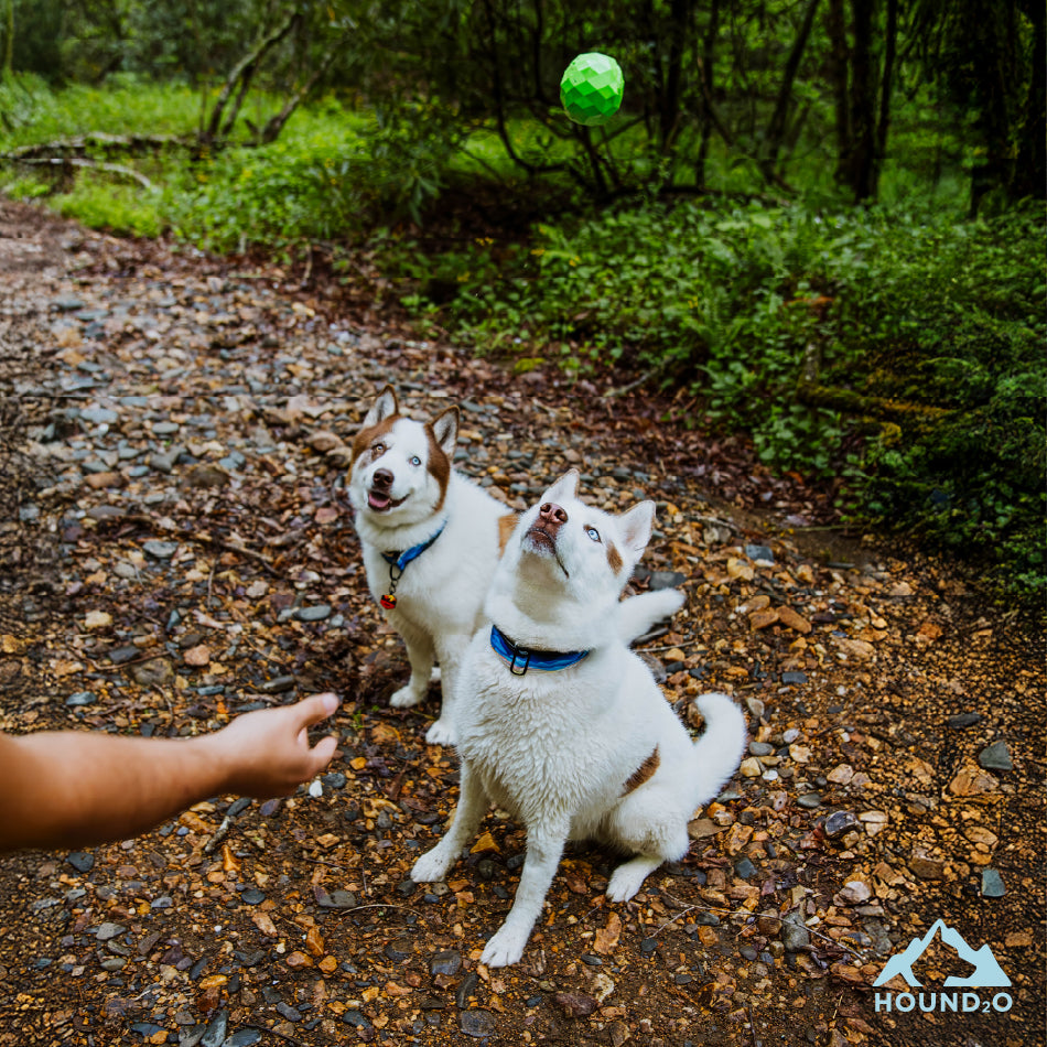Squeaky Fetch Ball