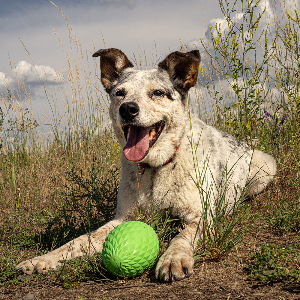 Squeaky Football