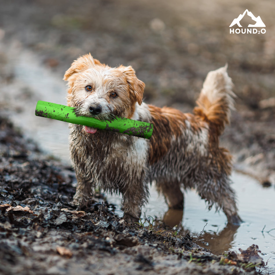 Fetch Stick
