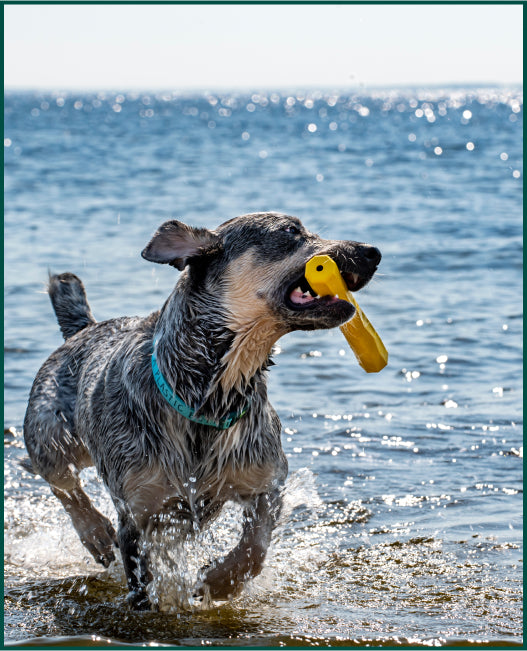 dog with yellow toy in mouth