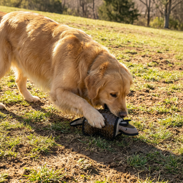Outdoor Play Ideas for Dogs Who Don’t Like Fetch