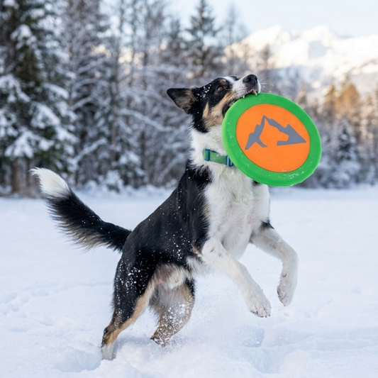 Outdoor Safety Tips for Dogs During Winter Adventures