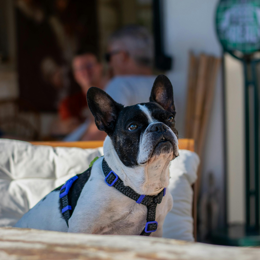 Top Dog-Friendly Restaurants Around Nashville