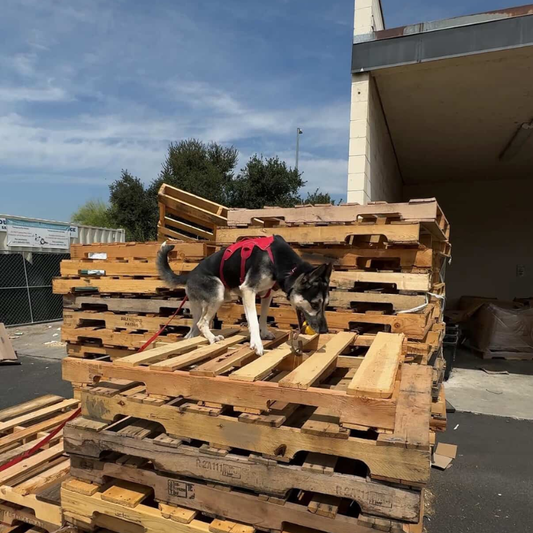 Stryker: K-9 in Training