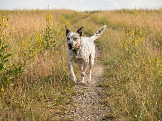 Outdoor Enrichment Ideas for High-Energy Dogs: Turning Everyday Walks Into Real Adventures