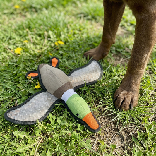 Why Bright Colors Matter In Outdoor Dog Play