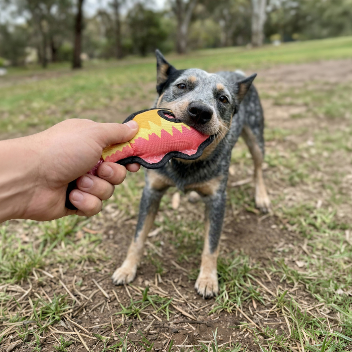 Why Outdoor Play Is Essential For Sporting and Working Dogs