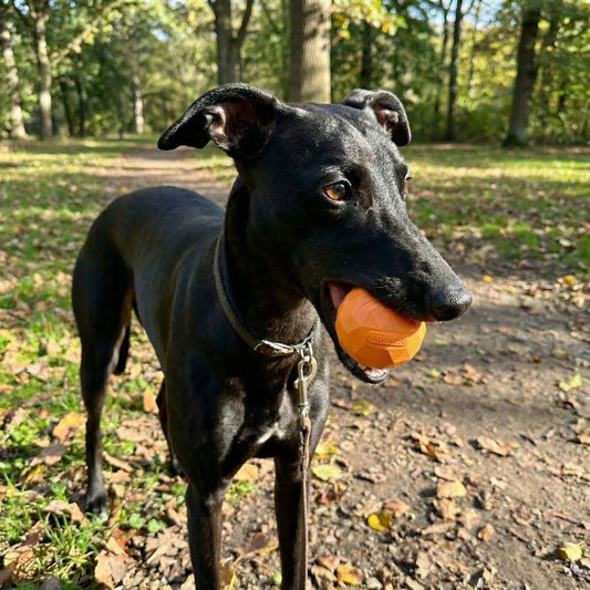 Zoie: Built for the Couch, Ready for the Trail