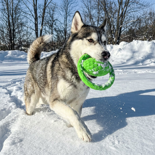 Winter Adventures With Your Dog: 5 Cold-Weather Activities Your Pup Will Love