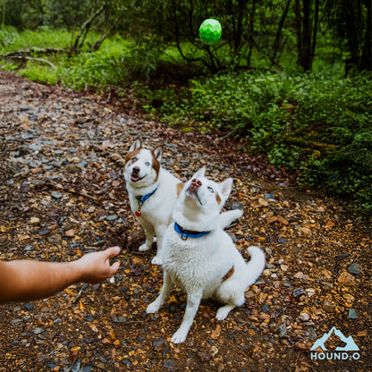 Squeaky Fetch Ball
